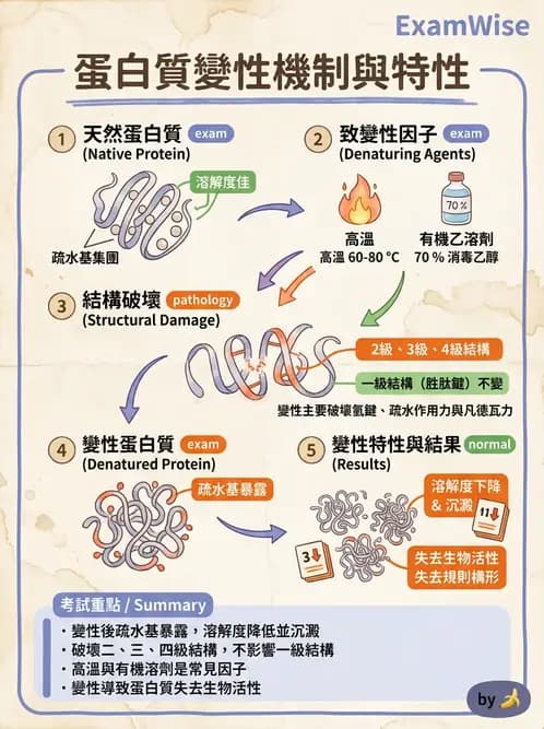 醫檢師 - 血清蛋白與蛋白質檢測 - AI 圖文解析預覽