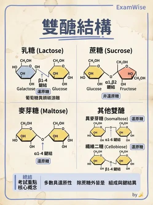 醫檢師 - 醣類代謝與糖尿病 - AI 圖文解析預覽