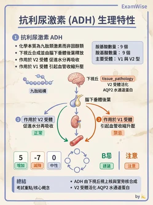 醫檢師 - 甲狀腺與垂體內分泌 - AI 圖文解析預覽