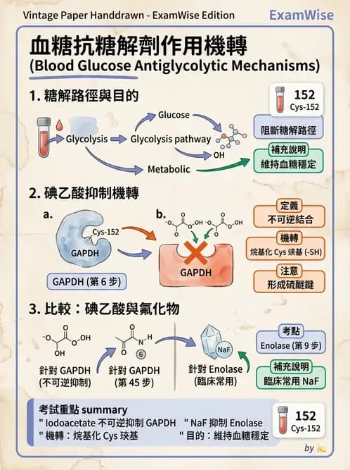 醫檢師 - 醣類代謝與糖尿病 - AI 圖文解析預覽