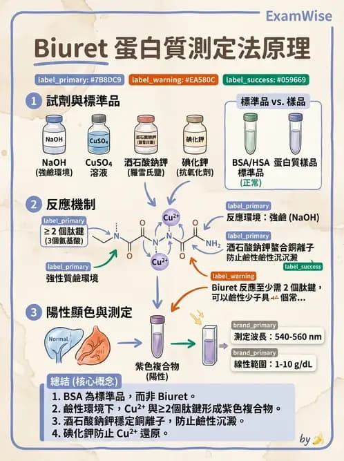 醫檢師 - 血清蛋白與蛋白質檢測 - AI 圖文解析預覽
