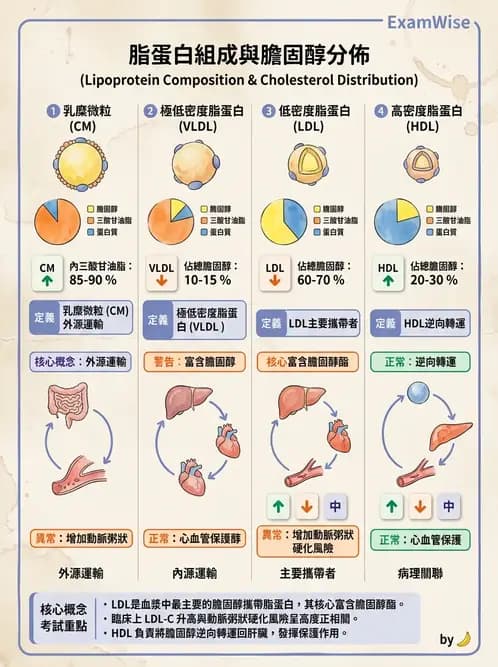 醫檢師 - 脂蛋白分類與臨床應用 - AI 圖文解析預覽