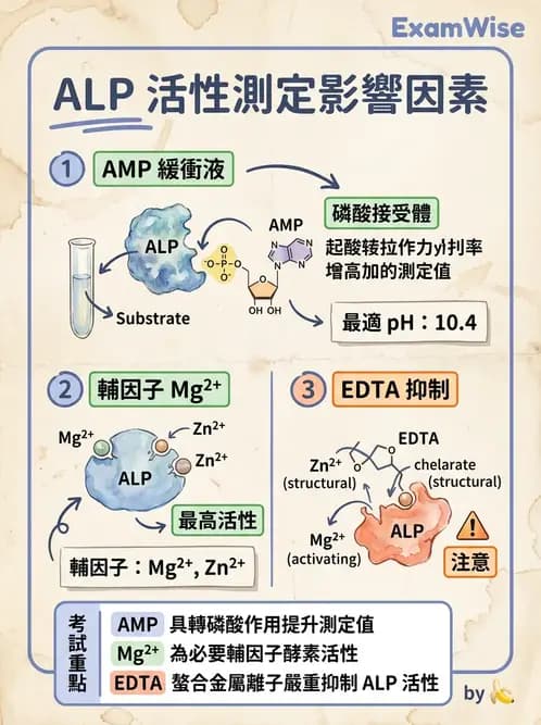 醫檢師 - 肝臟機能與胰臟酵素 - AI 圖文解析預覽