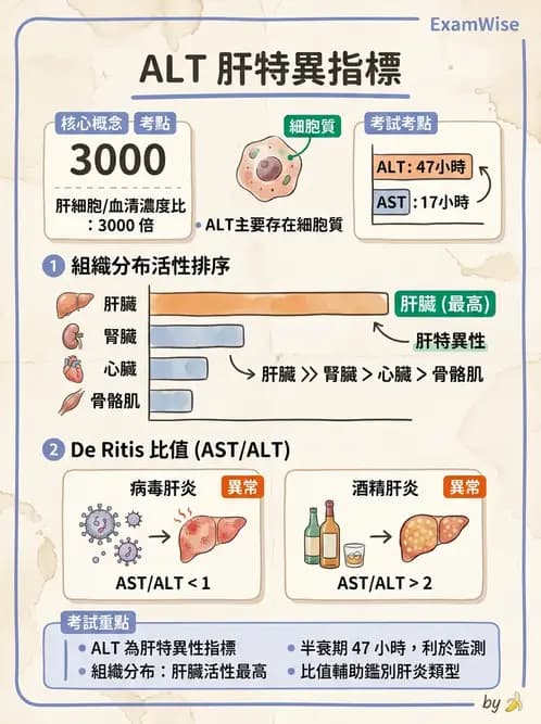 醫檢師 - 肝臟機能與胰臟酵素 - AI 圖文解析預覽