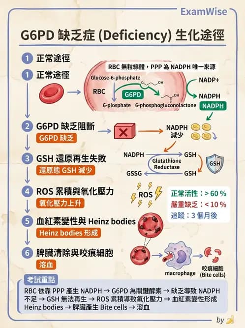 醫檢師 - 醣類代謝與糖尿病 - AI 圖文解析預覽