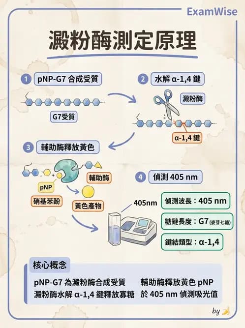 醫檢師 - 肝臟機能與胰臟酵素 - AI 圖文解析預覽