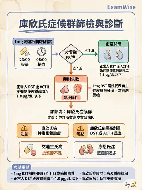 醫檢師 - 腎上腺與生殖內分泌 - AI 圖文解析預覽
