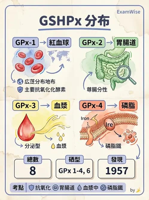 醫檢師 - 電解質與微量元素 - AI 圖文解析預覽