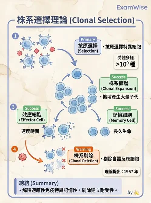醫檢師 - B細胞發育與抗體生成 - AI 圖文解析預覽