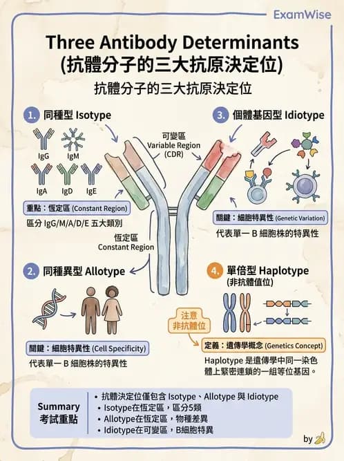 醫檢師 - 免疫球蛋白與抗體 - AI 圖文解析預覽