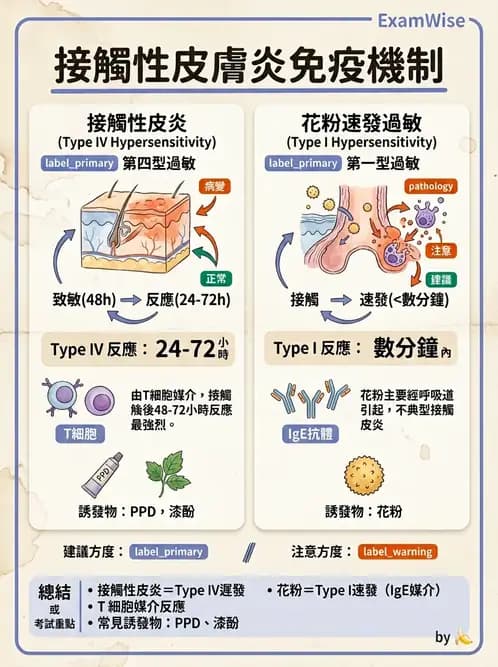 醫檢師 - 過敏反應及測試法 - AI 圖文解析預覽