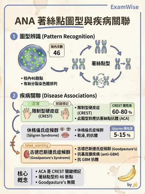 醫檢師 - 其他自體免疫疾病與自體抗體檢驗 - AI 圖文解析預覽