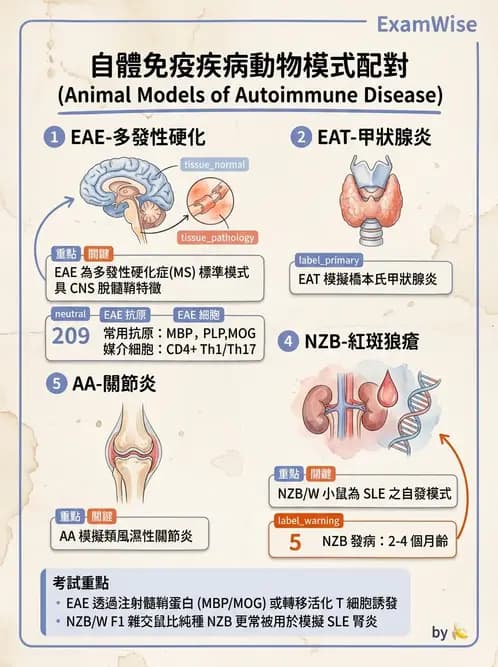 醫檢師 - 其他自體免疫疾病與自體抗體檢驗 - AI 圖文解析預覽