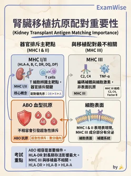 醫檢師 - 組織型與移植免疫學 - AI 圖文解析預覽