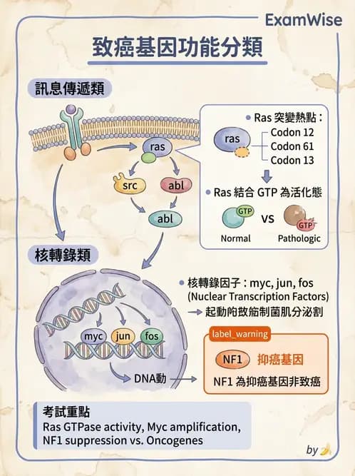 醫檢師 - 腫瘤免疫學免疫療法及疫苗 - AI 圖文解析預覽