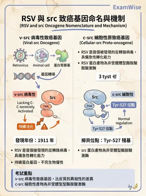 醫檢師 - 腫瘤免疫學免疫療法及疫苗 - AI 圖文解析預覽