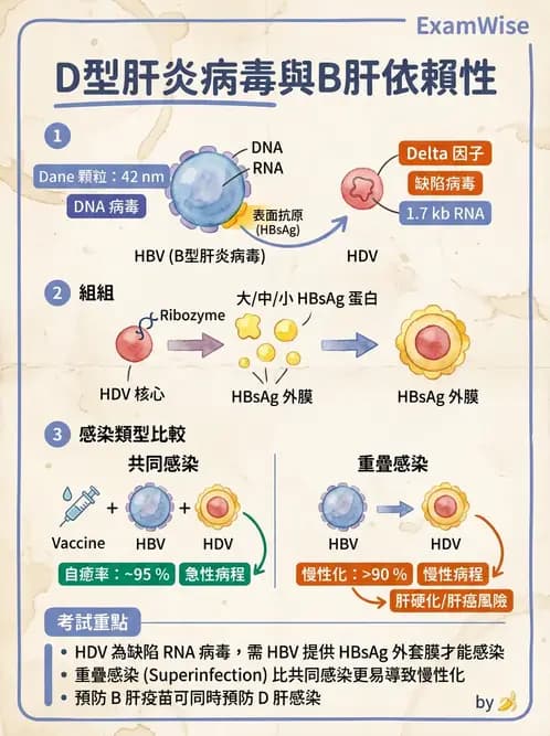 醫檢師 - 其他RNA病毒 - AI 圖文解析預覽