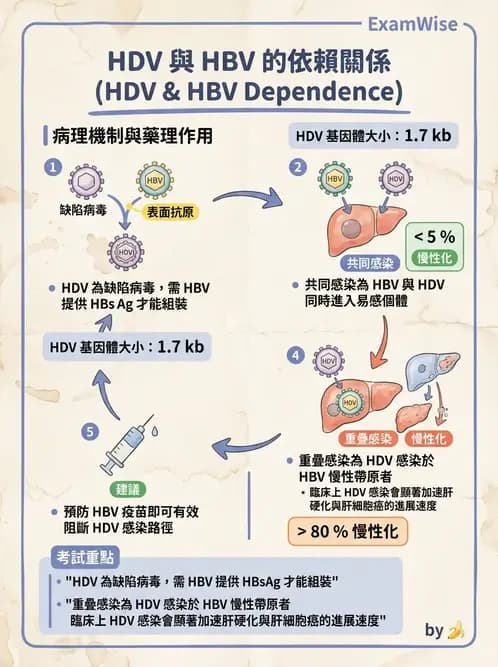 醫檢師 - 其他RNA病毒 - AI 圖文解析預覽