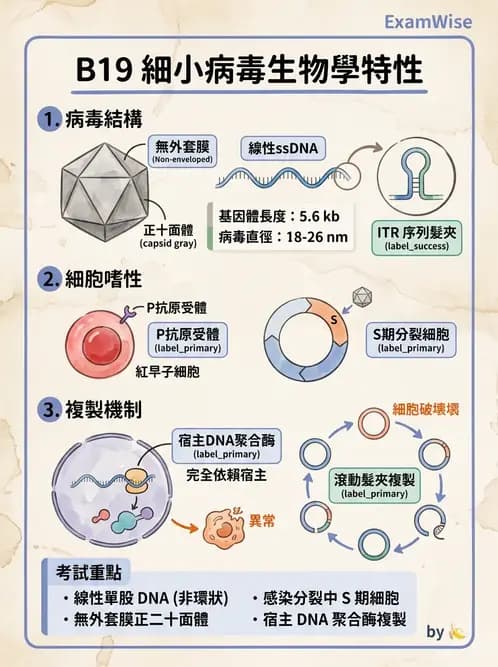 醫檢師 - 細小病毒與多瘤病毒 - AI 圖文解析預覽