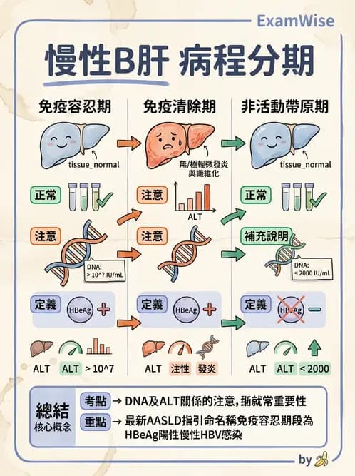 醫檢師 - B型肝炎病毒 - AI 圖文解析預覽
