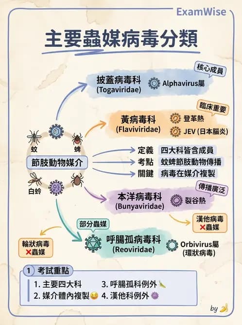 醫檢師 - 黃病毒科與蟲媒病毒 - AI 圖文解析預覽