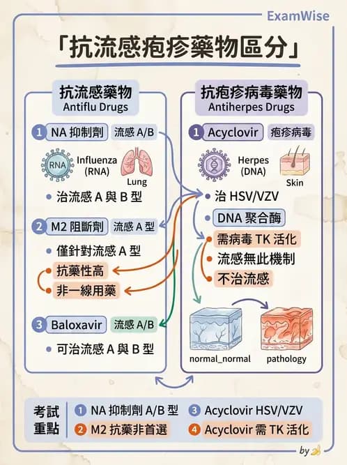 醫檢師 - 正黏液病毒科(流感) - AI 圖文解析預覽