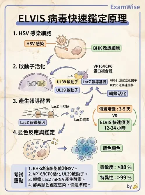 醫檢師 - 病毒檢驗技術 - AI 圖文解析預覽