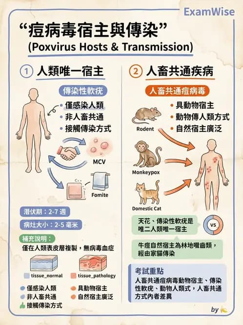醫檢師 - 腺病毒與痘病毒 - AI 圖文解析預覽
