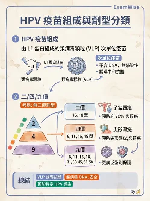 醫檢師 - 人類乳突病毒 - AI 圖文解析預覽