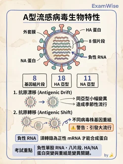 醫檢師 - 正黏液病毒科(流感) - AI 圖文解析預覽