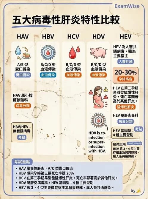 醫檢師 - 其他RNA病毒 - AI 圖文解析預覽