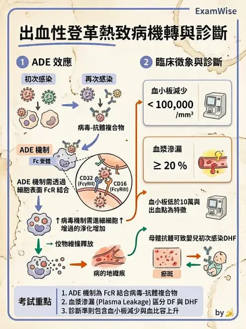醫檢師 - 黃病毒科與蟲媒病毒 - AI 圖文解析預覽
