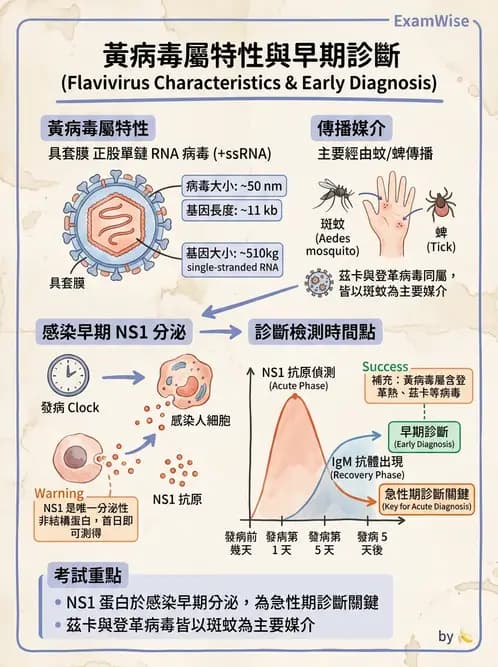 醫檢師 - 黃病毒科與蟲媒病毒 - AI 圖文解析預覽