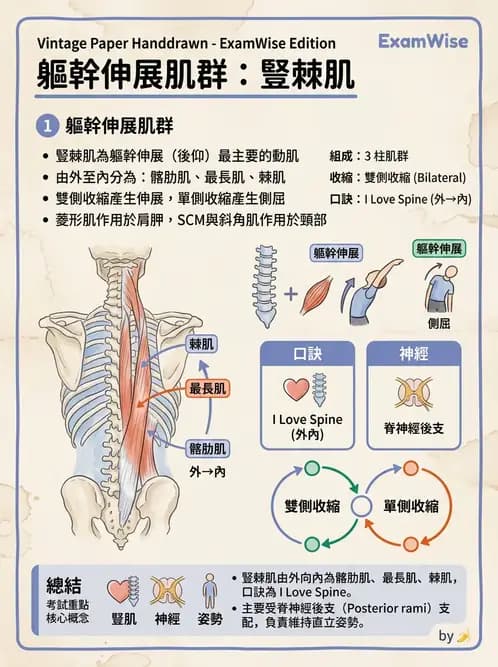 放射 - 軀幹、頸頭肌肉及肌肉組織學 - AI 圖文解析預覽