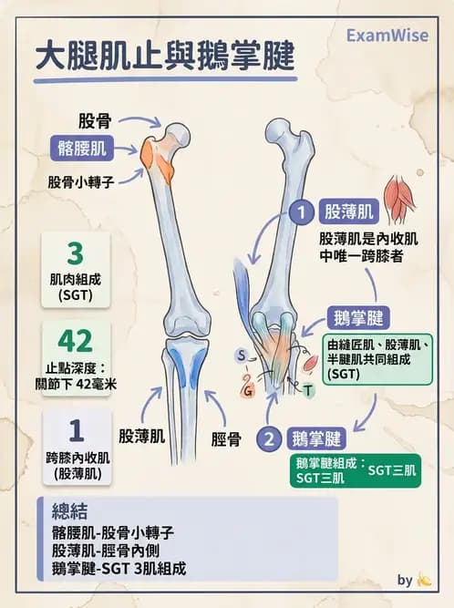 放射 - 下肢肌肉 - AI 圖文解析預覽