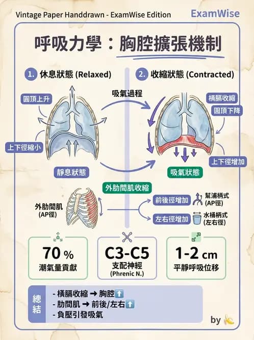 放射 - 軀幹、頸頭肌肉及肌肉組織學 - AI 圖文解析預覽