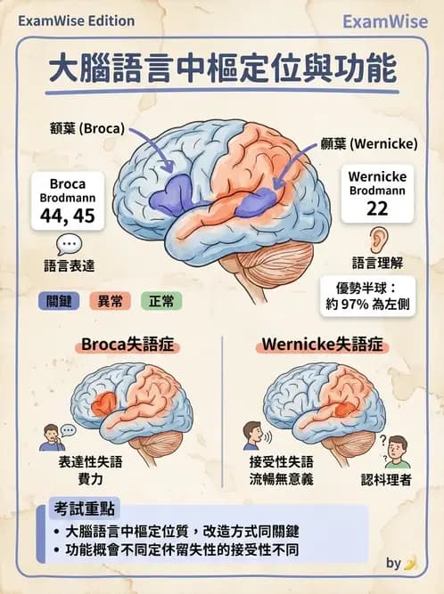 放射 - 大腦皮質與神經細胞 - AI 圖文解析預覽