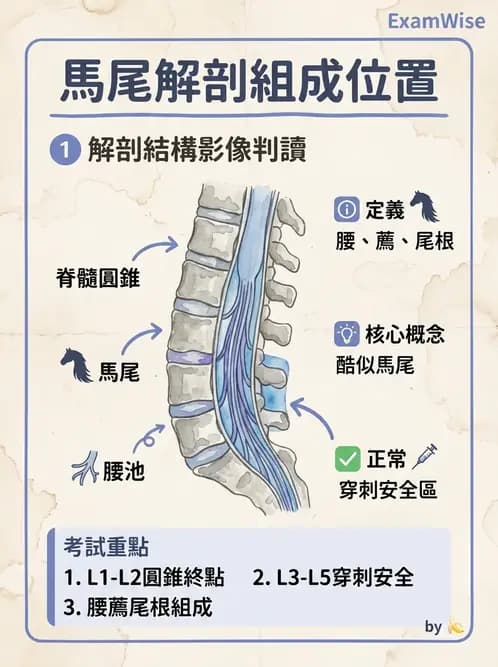 放射 - 腦幹、脊髓與腦室系統 - AI 圖文解析預覽