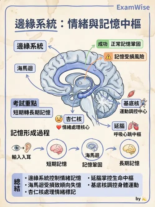 放射 - 大腦皮質與神經細胞 - AI 圖文解析預覽