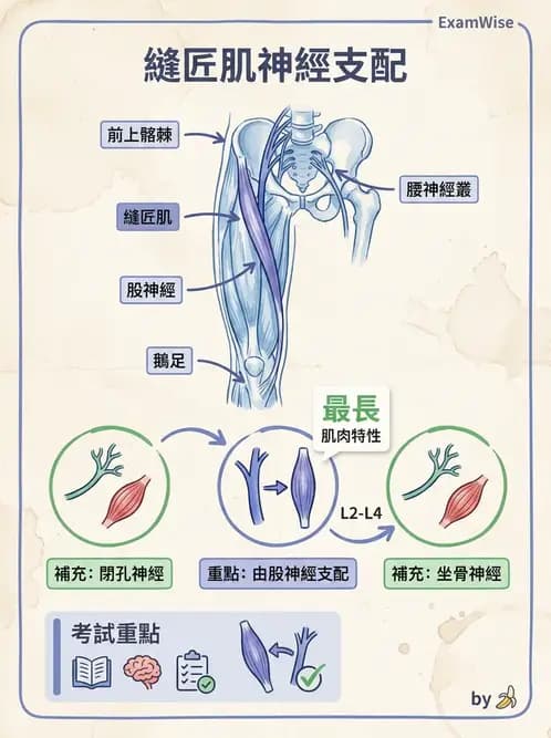 放射 - 脊神經叢與肢體神經 - AI 圖文解析預覽