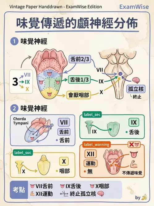 放射 - 腦神經 - AI 圖文解析預覽