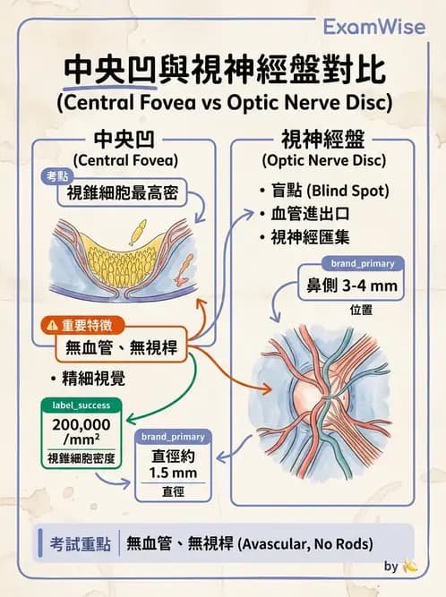 放射 - 特殊感官 - AI 圖文解析預覽