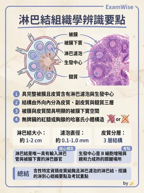 放射 - 淋巴及免疫系統 - AI 圖文解析預覽
