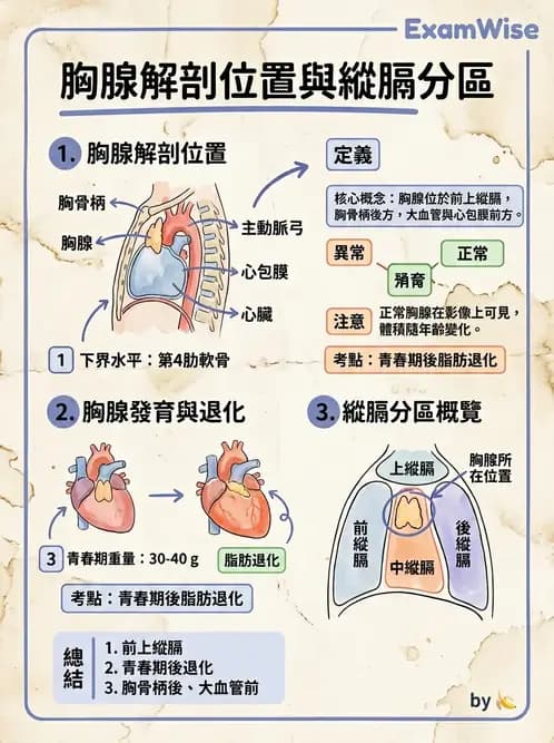 放射 - 淋巴及免疫系統 - AI 圖文解析預覽