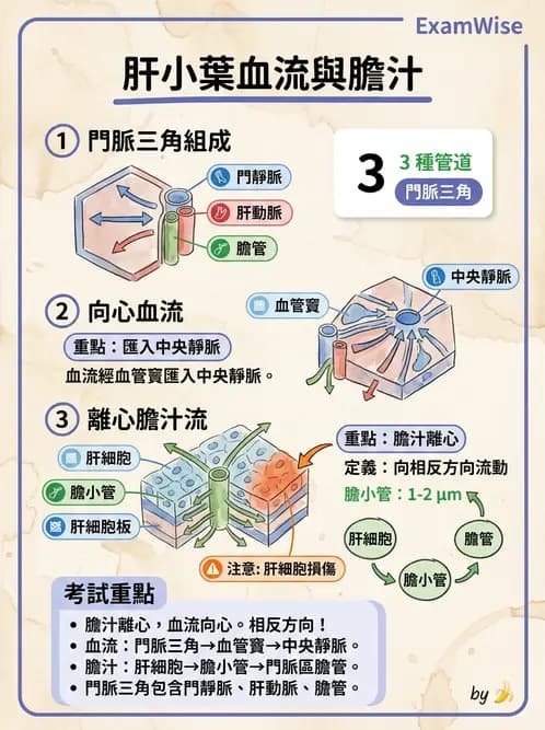 放射 - 消化系統 - AI 圖文解析預覽