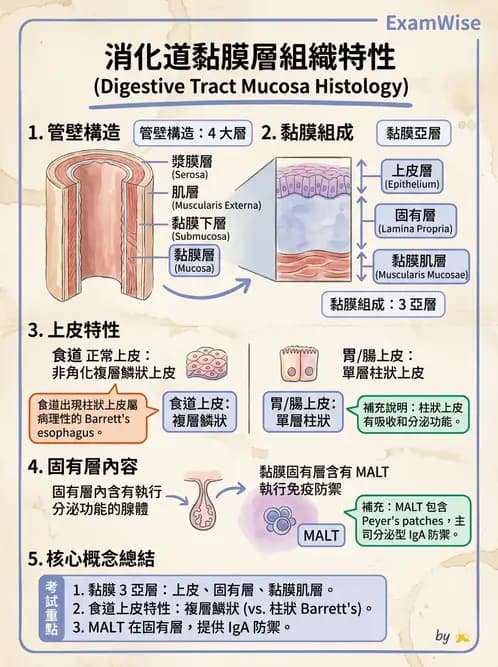 放射 - 消化系統 - AI 圖文解析預覽