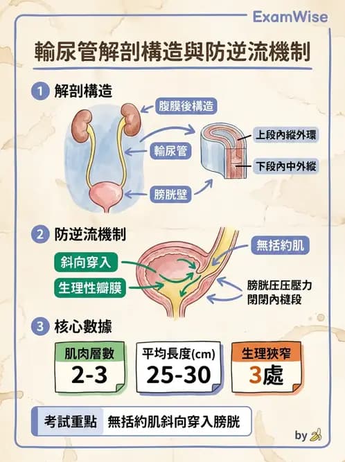 放射 - 泌尿系統 - AI 圖文解析預覽