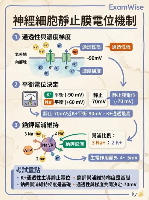 放射 - 細胞生理 - AI 圖文解析預覽