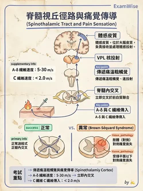 放射 - 神經生理 - AI 圖文解析預覽
