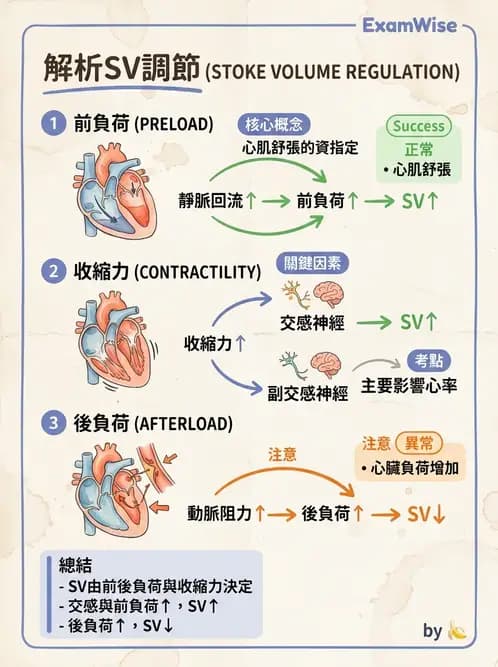 放射 - 心血管生理 - AI 圖文解析預覽